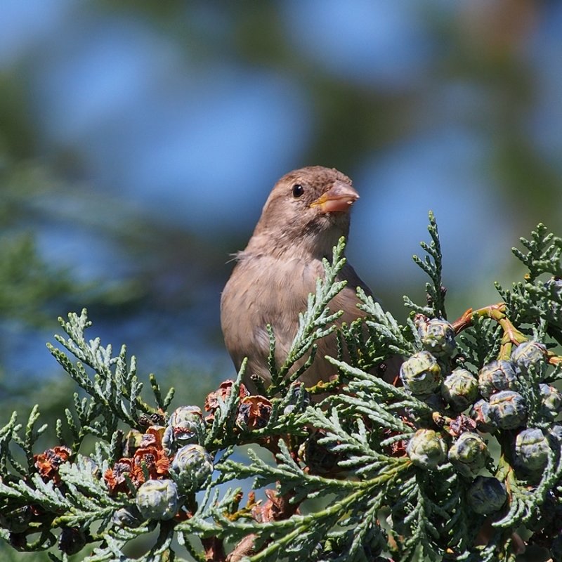 House Sparrow