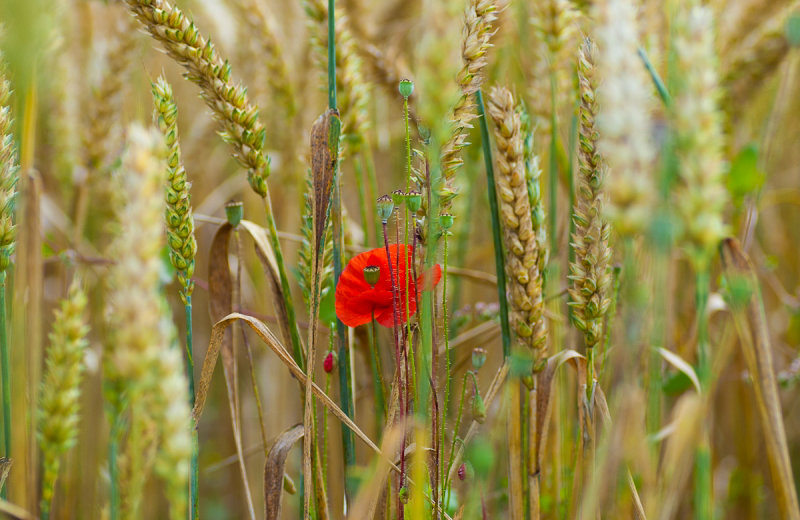 Hiding in the Wheat