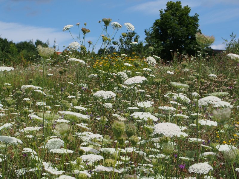 Laced Field