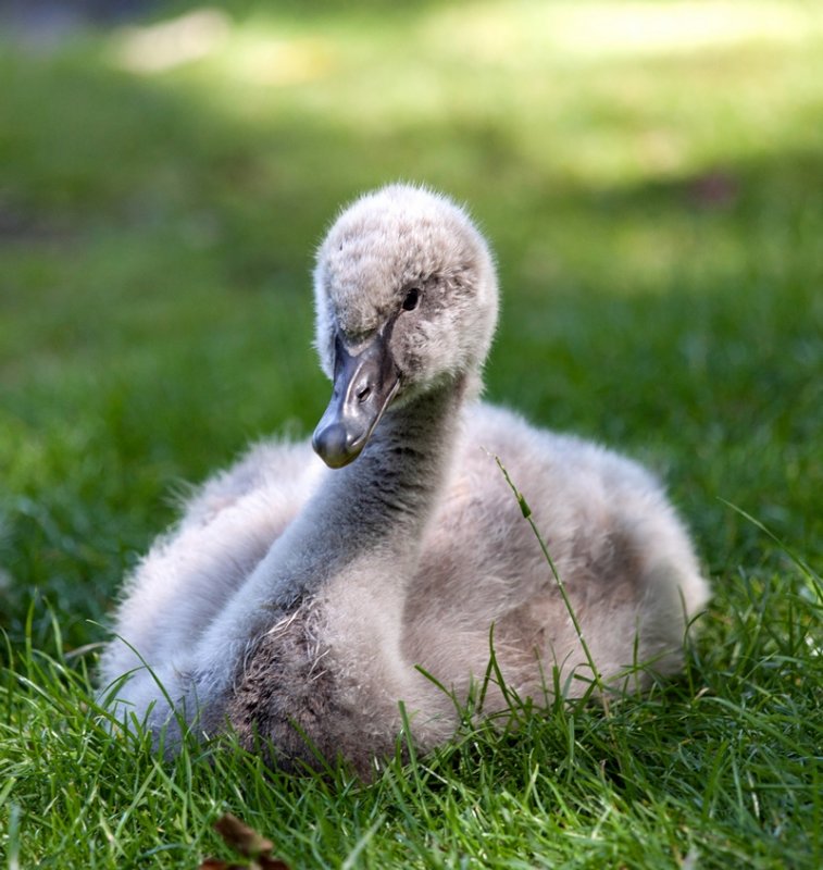 Baby Black Swan 