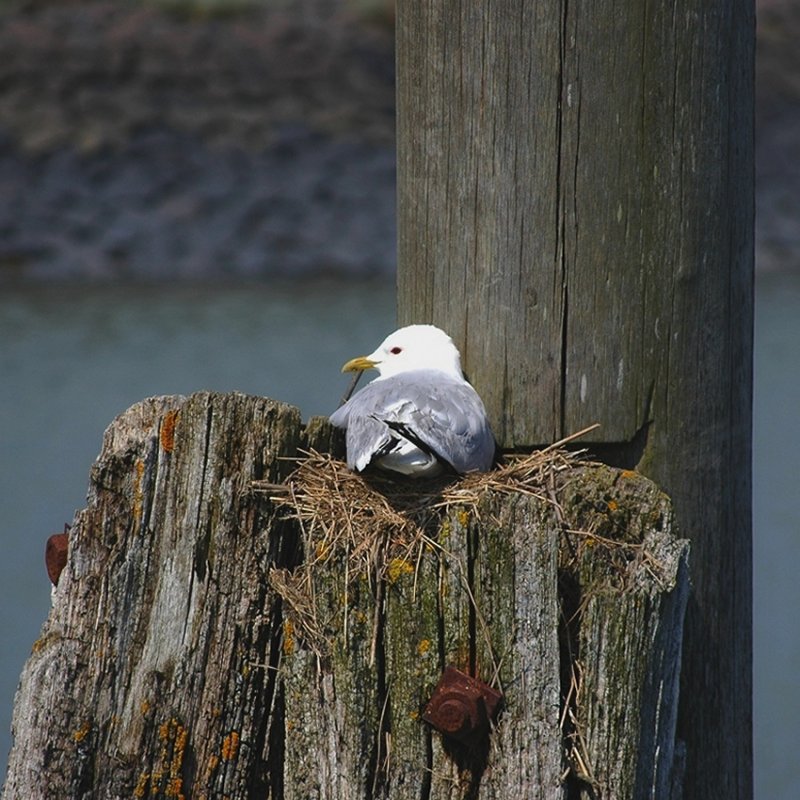 Nesting Gull
