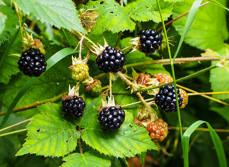 Almost Ripe  Blackberries