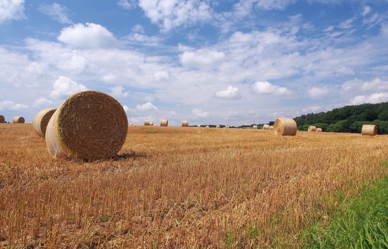 Harvest 