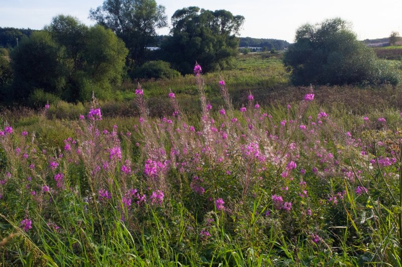 Late Summer Wild Flowers