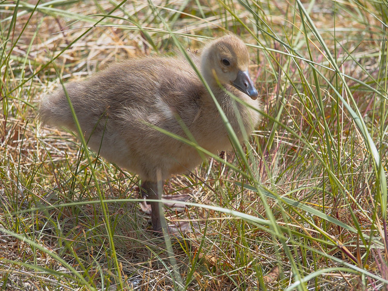 Baby Goose in the Dunes