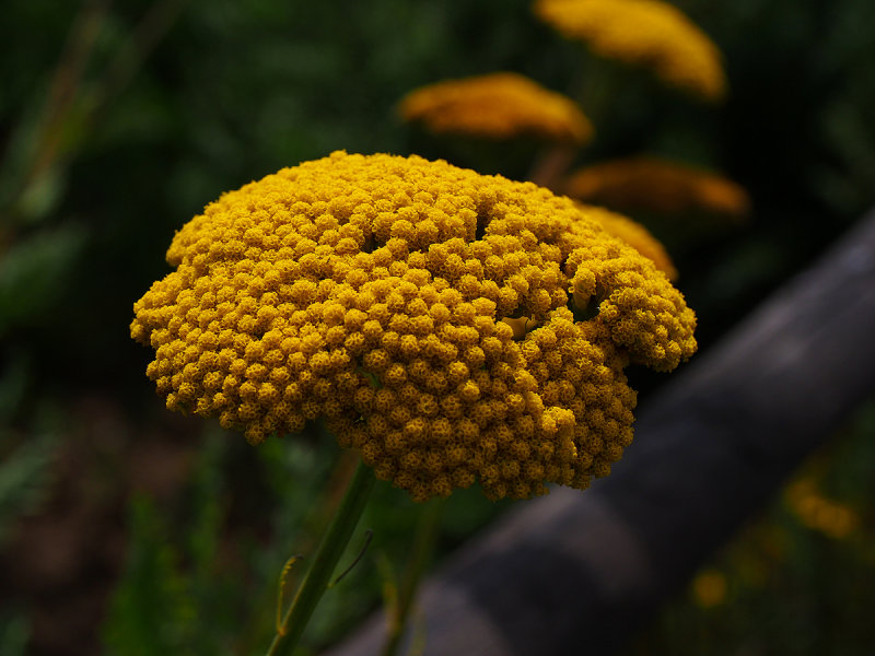 Gold Yarrow 