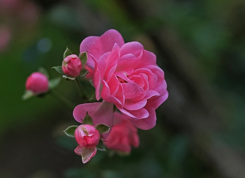 Tiny Rose