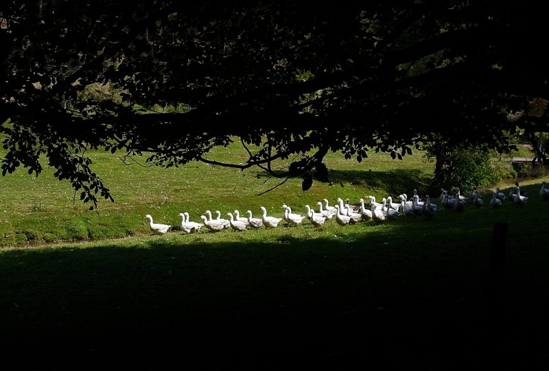 Marching Geese