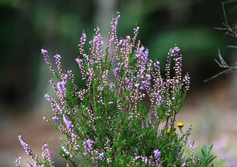Heather 