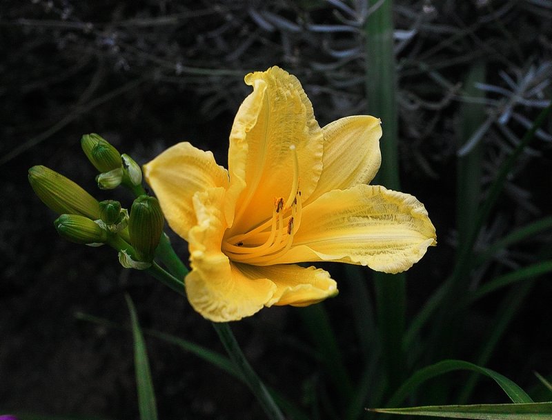 Late Blooming Day Lily
