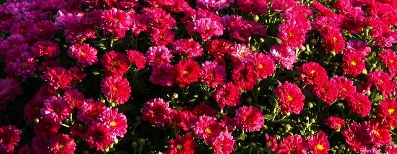 Asteraceae