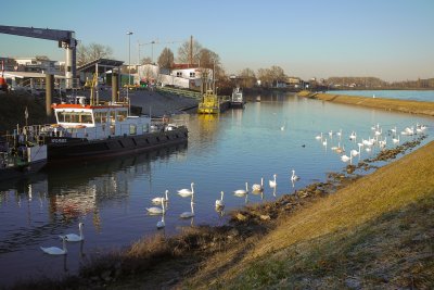 Row of Swans