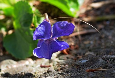 Sweet Violet