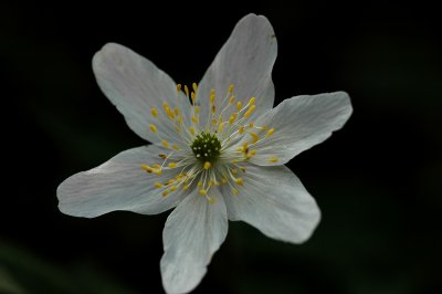 Wood Anemone
