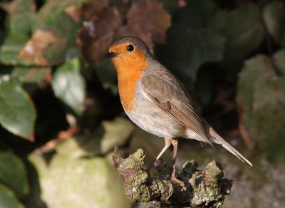 European Robins
