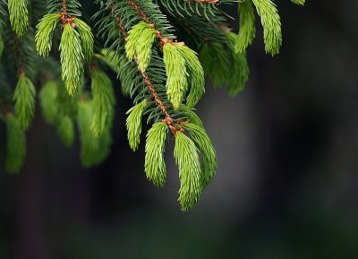 Fresh Pine