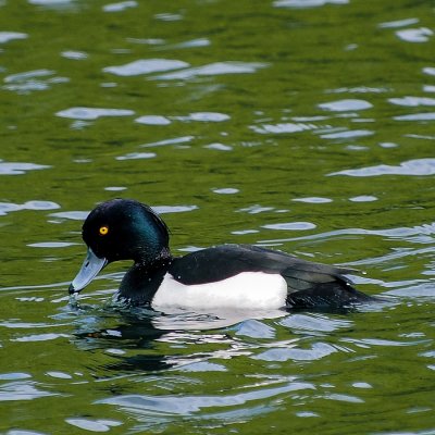  Tufted Duck