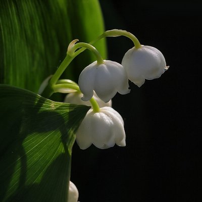 g4/80/968480/3/143272662.Ba01Rsjm.jpg