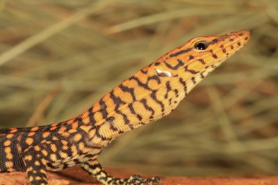 Pilbara Rock Monitor (Varanus pilbarensis)