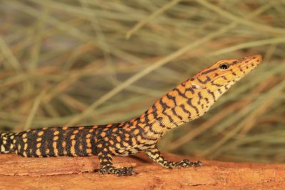 Pilbara Rock Monitor (Varanus pilbarensis)