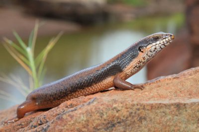 Goldfields Crevice Skink (Egernia formosa)
