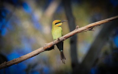 Rainbow  Bee-eater (Merops ornatus)