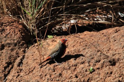 Painted Finch (Emblema pictum)