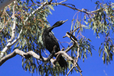 Little Black Cormorant  (Phalacrocorax sulcirostris)