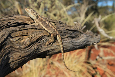 Bearded Dragon (Pogona minor mitchelii)