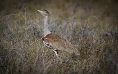 Australian Bustard (Ardeotis australis)