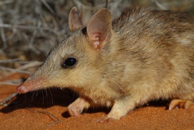 Perameles bougainville Western Barred Bandicoot Faure Island 2010 2.jpg