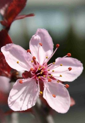 Plum