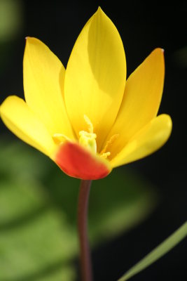 Tulip