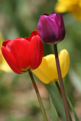 Tulips