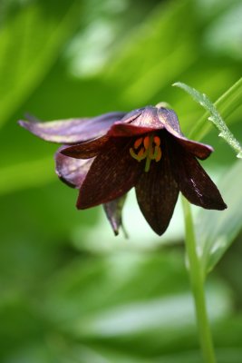 Chocolate Lilly