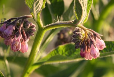 Opening to Meet the Sun