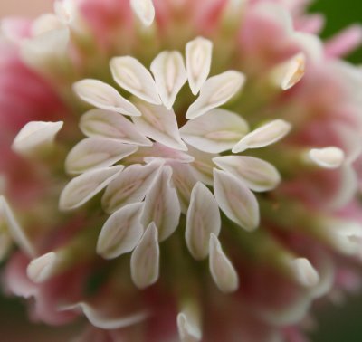 Clover