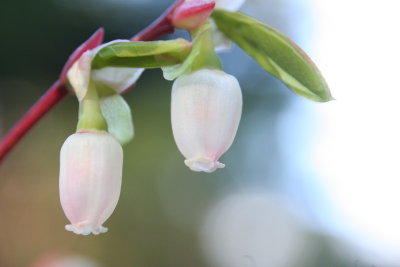 Wild Blueberry