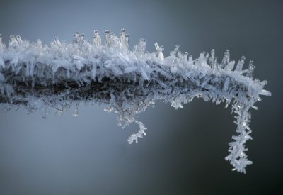 Dripping with Frost
