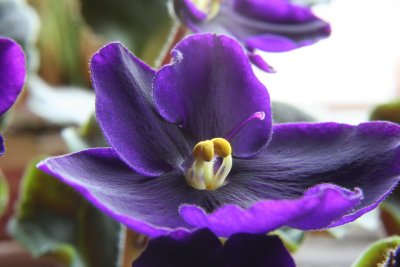 African Violet