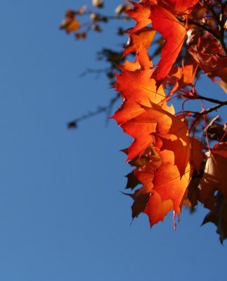 Shock of Autumn