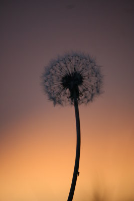 Twilight
