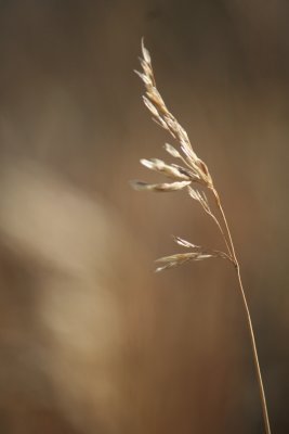 Late Summer