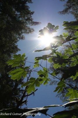 Light in the Forest
