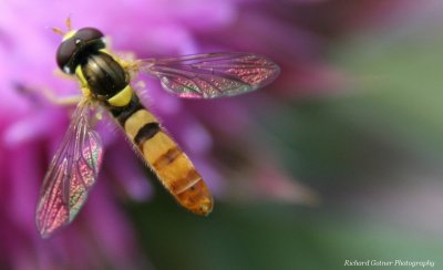Alight on Irridescent Wing