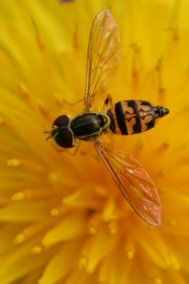 Colorful Fly
