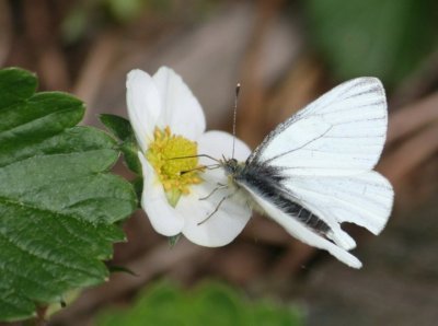 White Wings