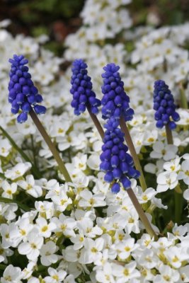 Bluebells