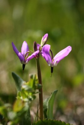 Growing at the Edge of a High Country Marsh