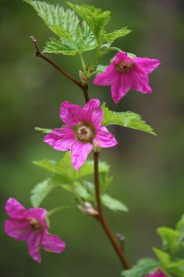 Salmonberries